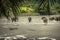 Group of elephants swimming on river amoung lush green tropical foliage in wildlife reserve