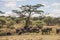 A group of elephants taking mud bath