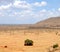 Group of elephants waiting in the shadow