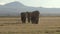 Group of Elephants Walking