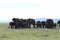 Group of elephants walking in the african savannah.