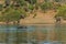 Group elephants walking and drinking river hippo Africa