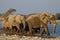 A Group of Elephants at waterhole