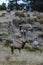 Group of Elk Climb Rocks Vertical