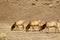 Group of elks grazing on a field in Yellowstone National Park