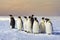 Group of Emperor penguin, Weddell Sea, Antarctica