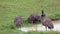 Group Of Emu Birds