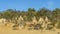 Group of emus inside the Pinnacles Desert, Western Australia