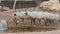 A group of Endangered Arabian or White Oryx Oryx leucoryx stands next to a water hole in the desert in the United Arab Emirates