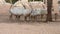 A group of Endangered Arabian or White Oryx Oryx leucoryx stands next to a water hole in the desert in the United Arab Emirates