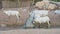 A group of Endangered Arabian or White Oryx Oryx leucoryx stands next to a water hole in the desert in the United Arab Emirates