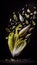 Group of Endive Lettuce Vegetable Creatively Falling-Dripping Flying or Splashing on Black Background AI Generative