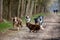 Group of energetic Australian Shepherd dogs running and playing in a lush green forest environment.