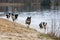 Group of energetic Australian Shepherd dogs running and playing near the lake.