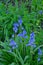 Group of English Bluebells - Hyacinthoides non-scripta