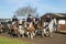 A group of english riders ready for drag hunting with hounds