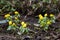 Group of eranthis flowers