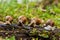 Group of escargot snails in line.