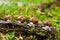 Group of escargot snails looking at the camera