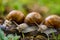 Group of escargot snails in nature.