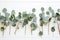 Group of eucalyptus leaves on white background with white wall. Generative AI