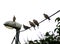 Group of Eurasian collared doves resting on a wire