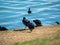 Group of Eurasian coots perching on a dry field on the shore of the lake