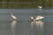 A group of  Eurasian Spoonbill or common spoonbill Platalea leucorodia in the lagoon, hunting for fish.