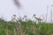 Group of Eurasian Spoonbills Platalea leucorodia Common Spoonbills