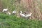 Group of Eurasian Spoonbills Platalea leucorodia Common Spoonbills