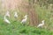 Group of Eurasian Spoonbills Platalea leucorodia Common Spoonbills