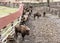 Group of European bison in the fenced paddock, animal scene