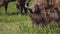 Group of European bison grazing