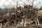 Group of european gray wolves