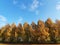 Group of European hornbeam treesunder the blue sky