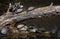 Group Of European Pond Terrapin Water Turtles Sunbathing On A Tree In The Danube Wetland National Park in Austria