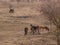 Group of Exmoor ponies on meadow