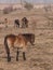 Group of Exmoor ponies on meadow