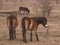 Group of Exmoor ponies on meadow