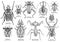 Group of exotic insect illustration, drawing, engraving, ink, line art, vector