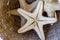 Group of Exotic Starfish in a Steaw Basket