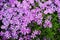 Group of Fairy Foxglove purple flowers with green leaves