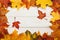 Group of fallen autumn maple leaves on white wooden background