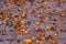 Group of fallen leaves on the ground
