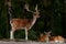 A group of fallow deer, with doe, fawn and buck in a forest in Sweden