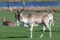 A group of Fallow deer in a meadow