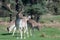 A group of Fallow deer in a meadow