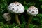 Group of false Parasol mushrooms