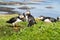 Group or family of Atlantic puffins, the common puffin, seabird in the auk family, on the Treshnish Isles in Scotland UK