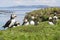 Group or family of Atlantic puffins, the common puffin, seabird in the auk family, on the Treshnish Isles in Scotland UK